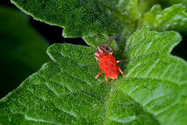 red spider mites tomato plants